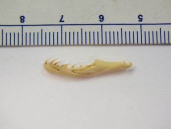 Media type: image;   Herpetology R-6675